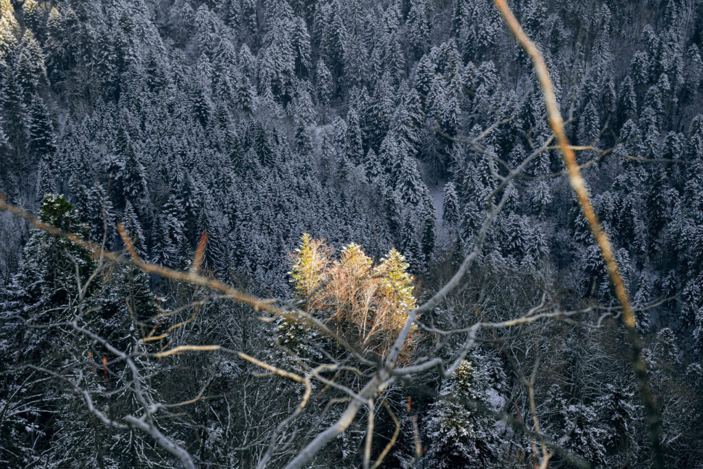 109_Paysages_d_hiver